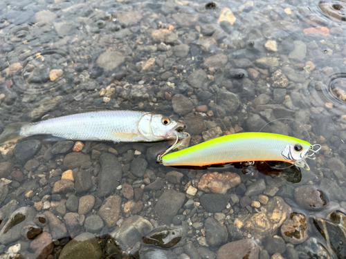 ハスの釣果