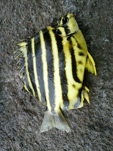 カゴカキダイの釣果