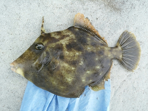 カワハギの釣果