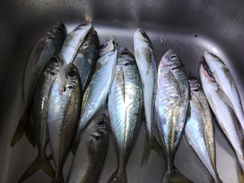 アジの釣果