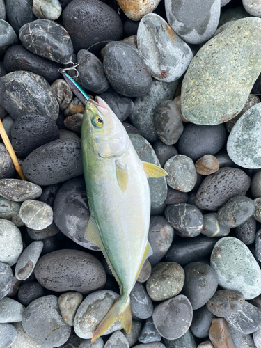 ワカシの釣果