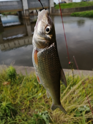 ニゴイの釣果