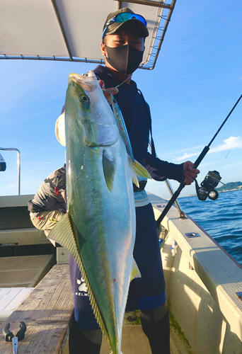 ブリの釣果