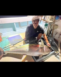 キハダマグロの釣果