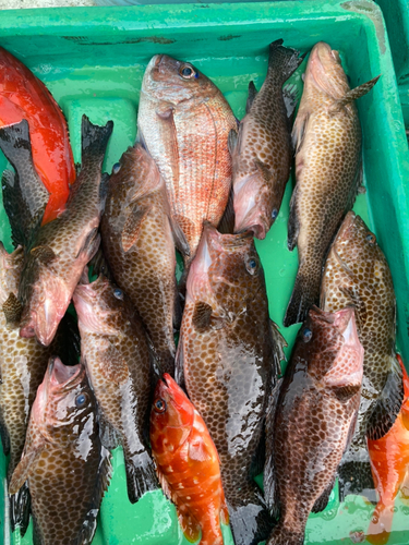 オオモンハタの釣果