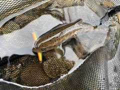 アマゴの釣果