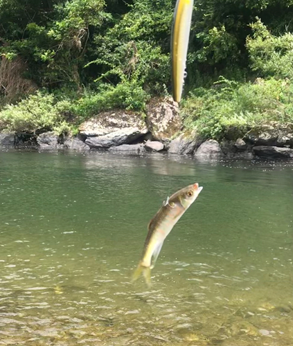 オイカワの釣果