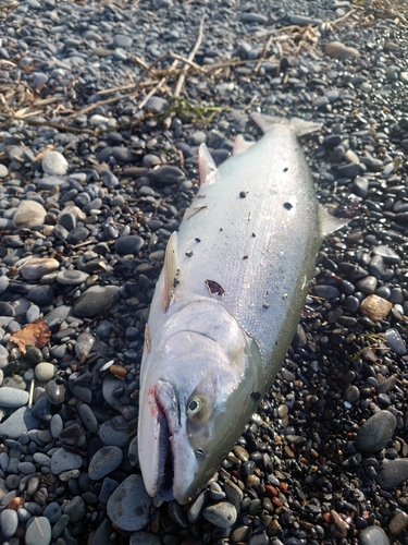 サクラマスの釣果