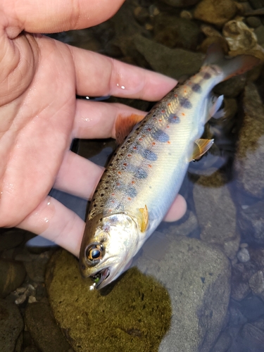 アマゴの釣果