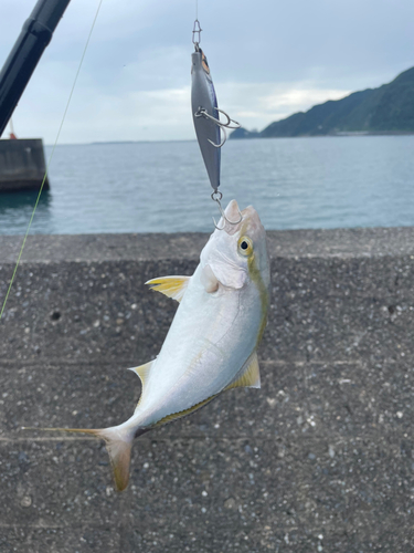 ショゴの釣果