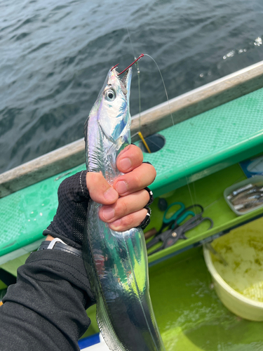 タチウオの釣果