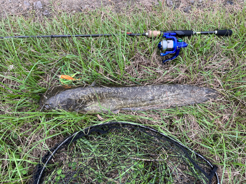 ナマズの釣果