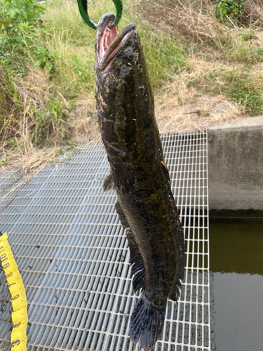 ライギョの釣果