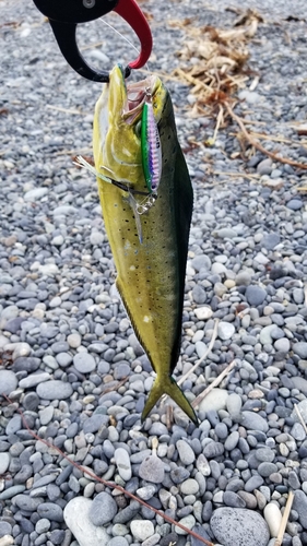 シイラの釣果