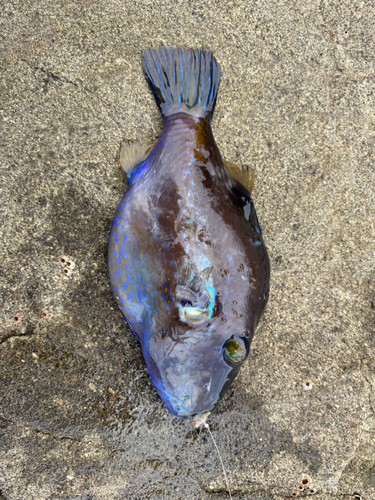 キタマクラの釣果