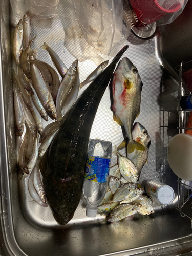 マゴチの釣果