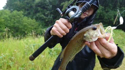 ブラックバスの釣果