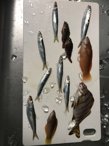 ウルメイワシの釣果