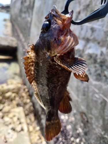 ムラソイの釣果