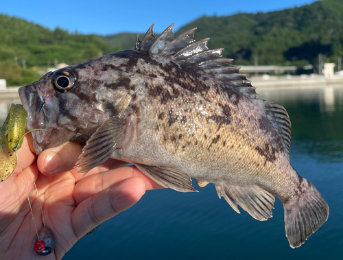 クロソイの釣果