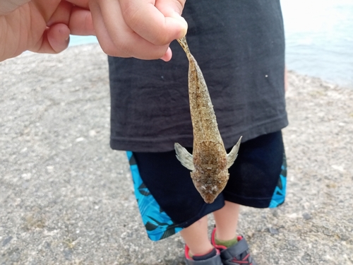 ネズミゴチの釣果