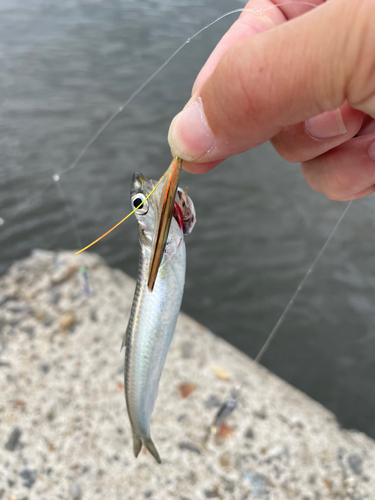 カタクチイワシの釣果