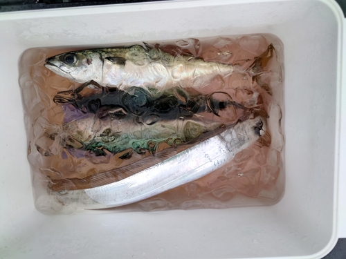 サバの釣果