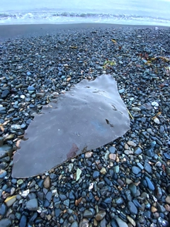 アカエイの釣果