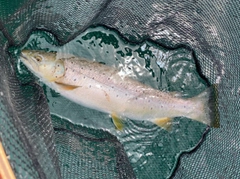 ブラウントラウトの釣果