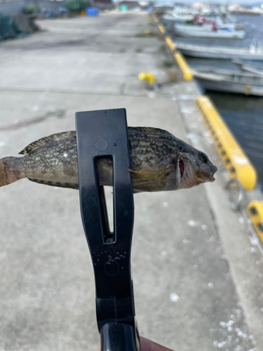 アイナメの釣果