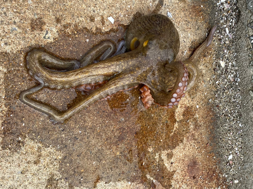 マダコの釣果