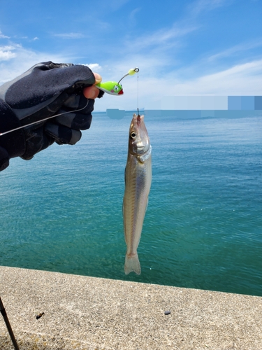 キスの釣果