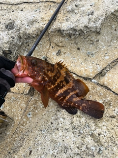 キジハタの釣果