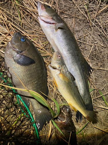 ハクラ（タイリクスズキ）の釣果