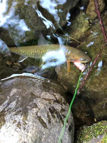 エゾイワナの釣果