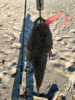 マゴチの釣果