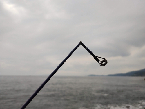 コノシロの釣果