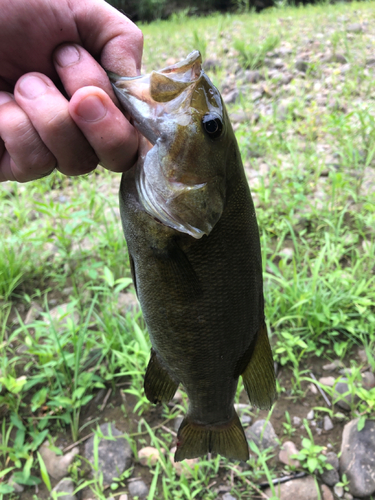 スモールマウスバスの釣果