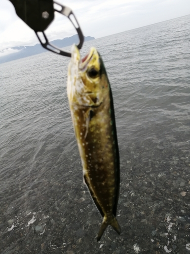 シイラの釣果