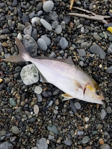 ショゴの釣果