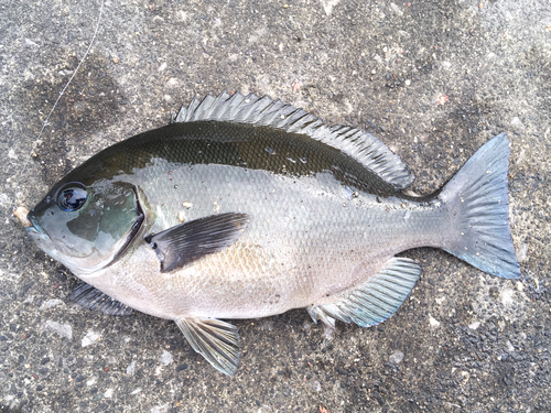 メジナの釣果