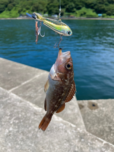 ガヤの釣果