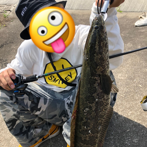 ライギョの釣果