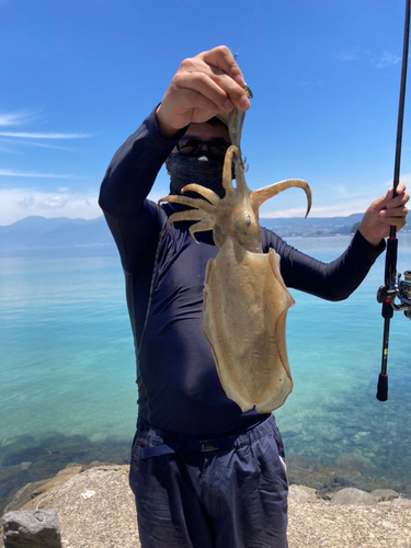 モンゴウイカの釣果