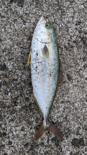 ツバスの釣果