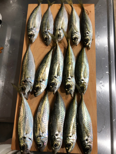 アジの釣果