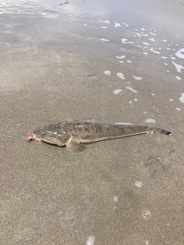 マゴチの釣果