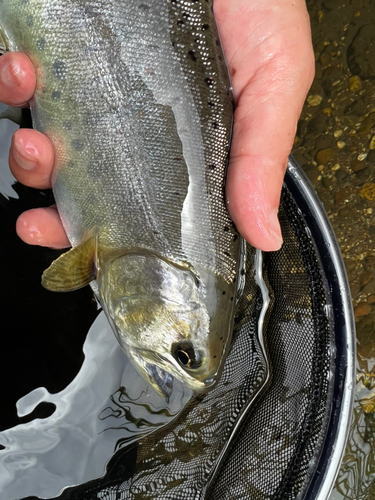 アマゴの釣果