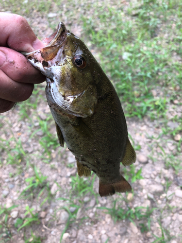 スモールマウスバスの釣果