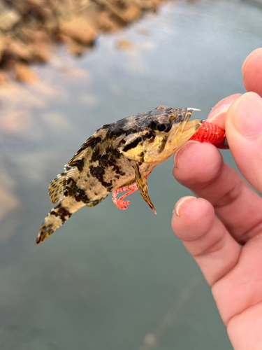 タケノコメバルの釣果